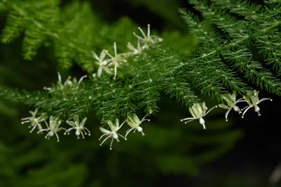 Understanding the Asparagus Fern.