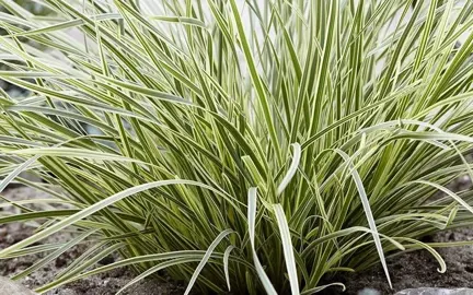 What Is The Variegated Lomandra?