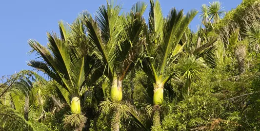 Types And Varieties Of Nikau Palm.