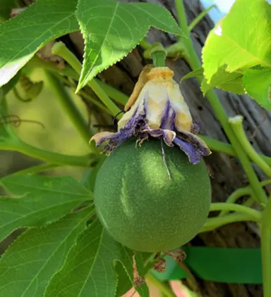 Varieties of Passion Fruit.