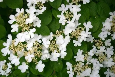 Viburnum Care and Maintenance.