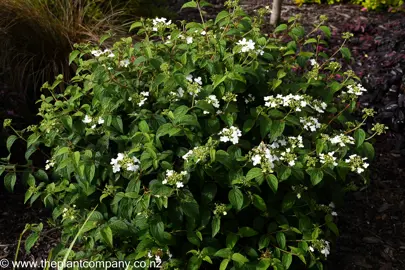 Viburnum Flowering Season.