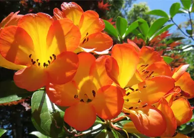 Vireya Rhododendron Size.