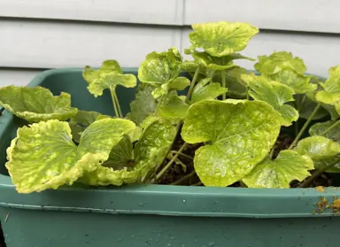 Troubleshooting: Why Are My Wasabi Leaves Turning Yellow?