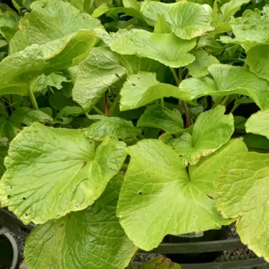 Where Can You Find A Wasabi Plant For Sale NZ?