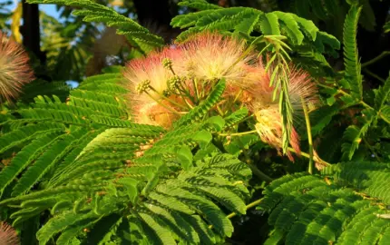Watering and Feeding Silk Trees.