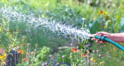 Watering Phormium Tenax.