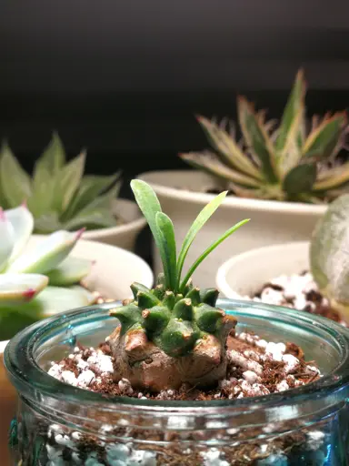 Watering Tips for Euphorbia.