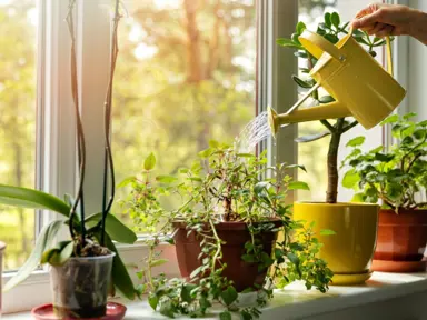 Watering Indoor Plants.
