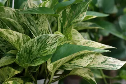 Watering Pothos Indoors.