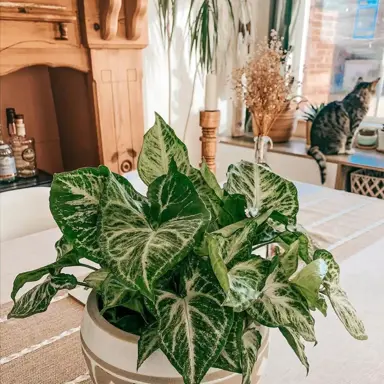 Watering Your Arrowhead Plant.