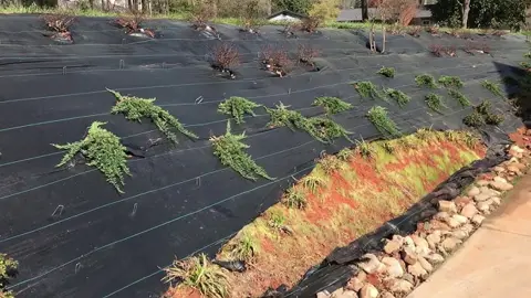 Weed Control On A Bank.