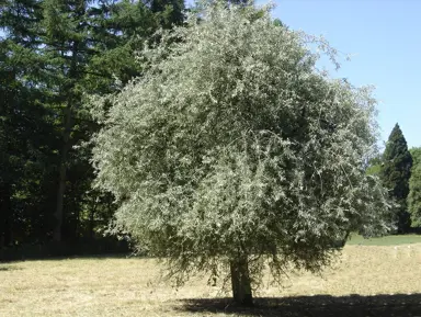 Your Weeping Pear's Year at a Glance.