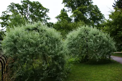 Finding the Perfect Spot: Sun, Soil, and Space.