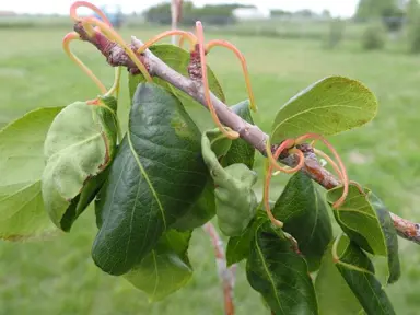 Troubleshooting: What to Do About Pests and Curling Leaves.