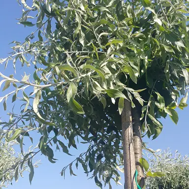 How to Plant Your Weeping Pear for a Healthy Start.