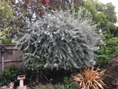 How to Prune Your Weeping Pear Tree Without Fear.