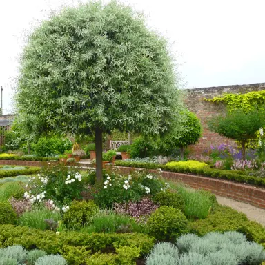 First-Year Care: Your Guide to Watering and Mulching.