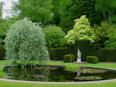 Love the Look, But Not the Risk? Great Alternatives for Smaller NZ Gardens.