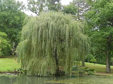 First-Year Care: Keeping Your Young Willow Thriving.