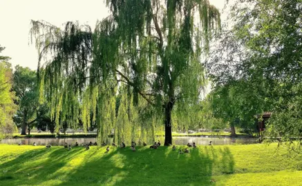 Your Final Weeping Willow Checklist.
