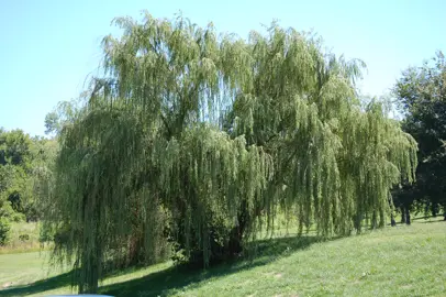 Is It Legal? Checking NZ Council Rules Before You Plant.