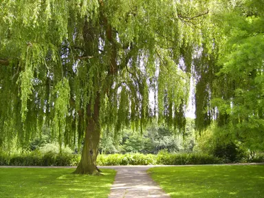 How to Plant Your Weeping Willow for Success.