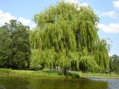 Finding the Perfect Spot: Sun, Water, and Space.