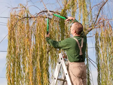 Pruning a Young Weeping Willow to Create a Graceful Shape.