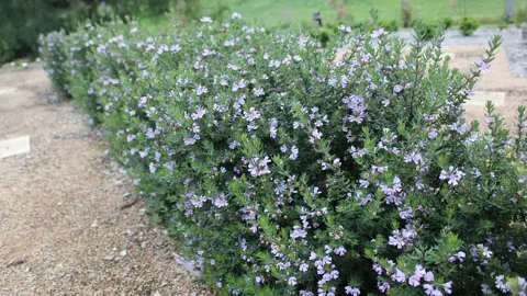 How To Care For Westringia In Autumn.