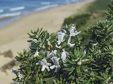 Can Westringia Be Grown In Coastal Environments?