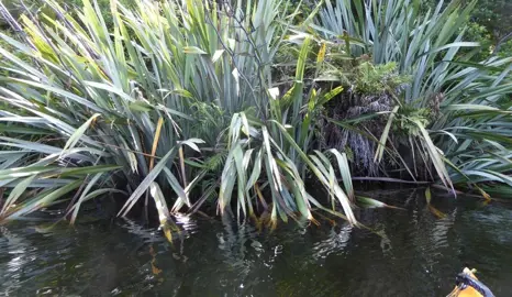 NZ Native Plants For Wetlands.