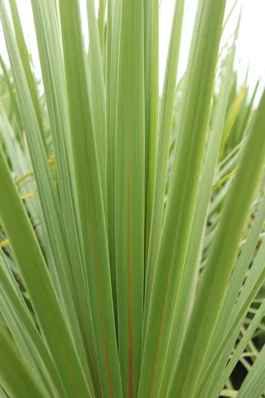 What To Do With Cabbage Tree Leaves?