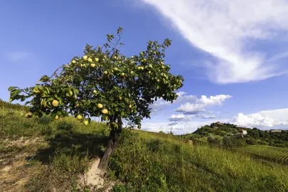 What Does a Quince Tree Look Like?