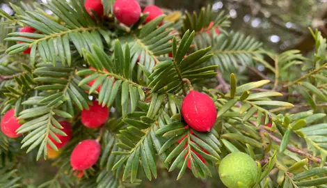 What Eats the Miro Tree?