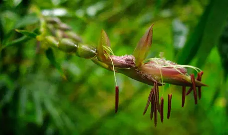 What Happens When Bamboo Blooms?