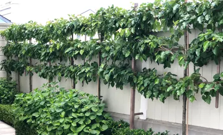 What Is A Pleached Hedge?