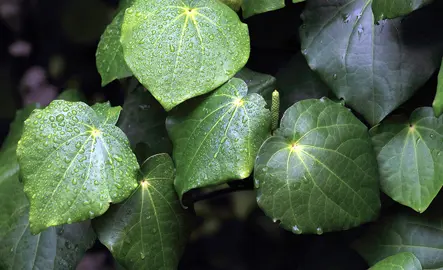 What Is Kawakawa?