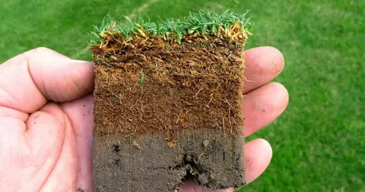 What Is Thatch In A Lawn?