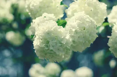 What is a Snowball Tree?