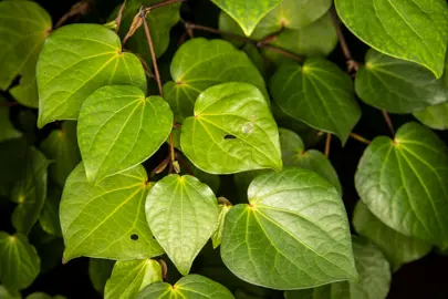 What Does Kawakawa Mean?