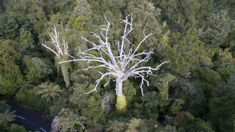 What Do I Do If My Kauri Tree Becomes Infected With Kauri Dieback Disease?