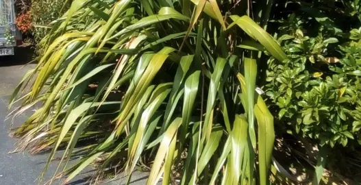 What To Do With An Overgrown Flax?