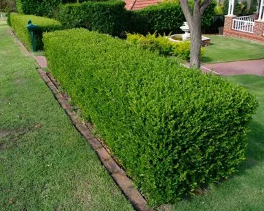 What To Feed A Buxus Hedge.