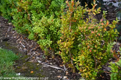 What Is Wrong With My Buxus?