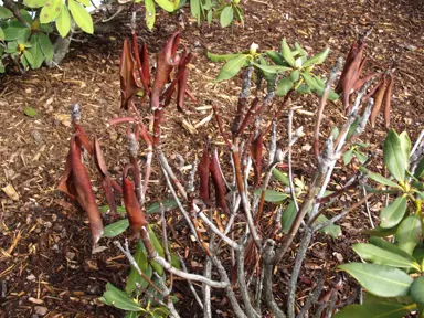 What Is Wrong With My Photinia?
