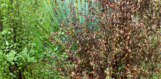 What Is Wrong With My Pittosporum?