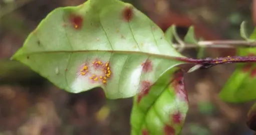 What Is Wrong With My Pohutukawa?