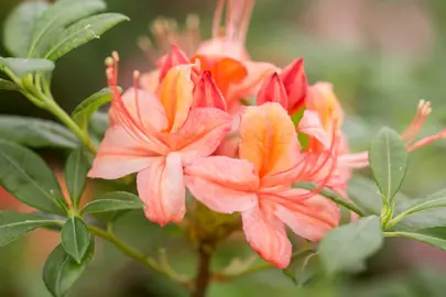 When Do Azalea Bushes Bloom?