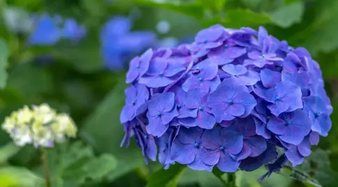 When Do Hydrangeas Flower?